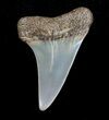 Fossil Mako Shark Tooth - Virginia #3722-1